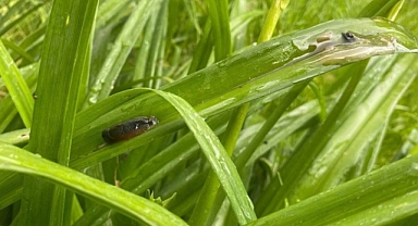 Köyleri bastılar, vatandaşlar yardım çağrısında bulundu!