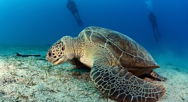 Kumsalda kilometrelerce yürüyüp caretta caretta yuvalarını kayıt altına alıyorlar