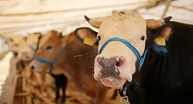 Kurban pazarlarında küçük ve büyükbaş hayvan fiyatları yüzde 150 arttı