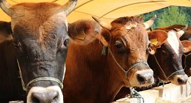 Kurbanlık fiyatları belli oldu!