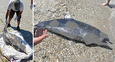 Kuşadası'nda üzücü görüntü! Son bir haftada 6 ölü yunus sahile vurdu