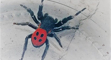 Kuşadası’nda zehirli örümcek görüldü