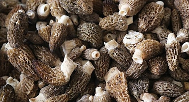 Kuzugöbeği Mantarı Nedir? Faydaları Nelerdir?