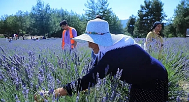 Lavanta bahçesi yeni sezona hazırlanıyor