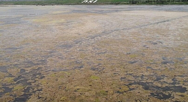 Marmara Denizi'nde tespit edilen 