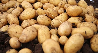 Mayıs'ta en çok patates pahalandı!