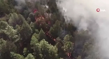 Meksika’da orman yangını