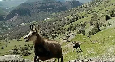 Nadir görülen dağ keçisi ‘şamua’ların sayısı iki katına çıktı