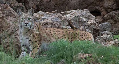 Nesli koruma altında olan 'ormanın hayaleti' vaşak fotokapanla görüntülendi