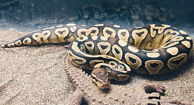 Ortadan kaybolan kadının cesedi pitonun içinde bulundu! Yılanın göbeğini kesen köylüler dehşeti yaşadı...