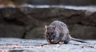 Paris Belediyesi ‘farelerle birlikte yaşamı’ araştırıyor
