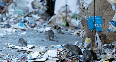 Paris Belediyesi, 'farelerle birlikte yaşamı’ incelemek için komite kuracak