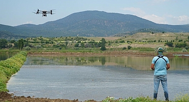 Pirinçte marka olan Osmancık'ta çeltik ekiminde maliyet dronla düşürülüyor
