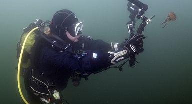 Pusula denizanalarının çoğalmasında müsilajın rolü büyük 