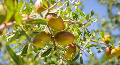 Saç ekimini tarihe gömecek yöntem! 1 gecede yeni saç çıkarıp saç köklerini halat gibi güçlendiriyor