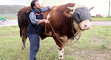 Sivas'ta ağırlığı 1 ton 600 kiloyu aşan kurbanlık boğa alıcısını bekliyor!