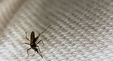 Sivrisinek Isırıklarını Engelleyen Kumaş