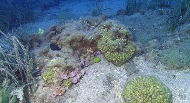 Taş mercanlar yok olma tehlikesi ile karşı karşıya 