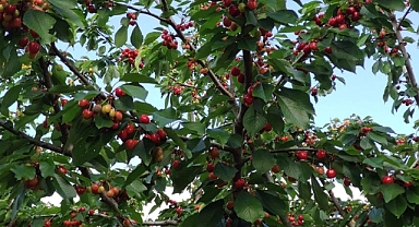 Tekirdağ coğrafi işaretli ürünlerinin sayısını artırmak için çalışıyor