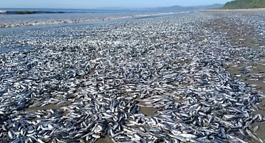 Teksas’ta düşük oksijen seviyeleri nedeniyle on binlerce balık karaya vurdu 
