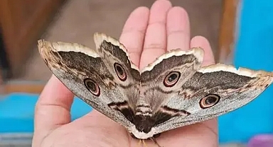 Tokat'ta dev Tavus güvesi görüldü