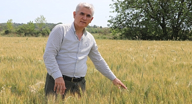 Trakya'da yağışlı gün sayısının çokluğu bazı ekili buğdayda 