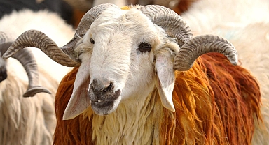 Türk Kızılay, kurban bedellerini açıkladı 