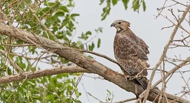 Türkiye'de çok nadir iki kuş türü görüldü!