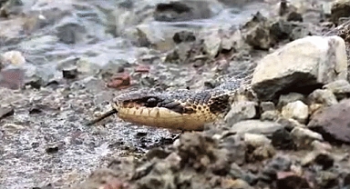 Türkiye’de yaşayan en büyük yılan Tunceli'de görüldü