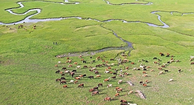 Türkiye, hayvan varlığında Avrupa'nın zirvesinde