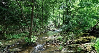 Türkiye’nin en yeşil kentleri belli oldu