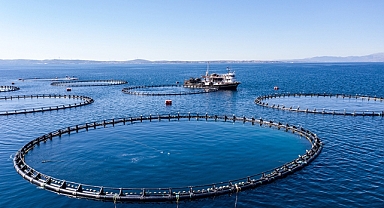 Türkiye'nin su ürünleri üretimi 2022'de yüzde 6,2 arttı