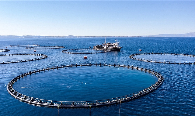 Türkiye'nin su ürünleri üretimi 2022'de yüzde 6,2 arttı