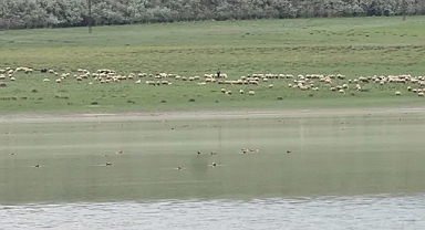 Turnalar 10 yıl aradan sonra Kellah Gölü’ne geldi