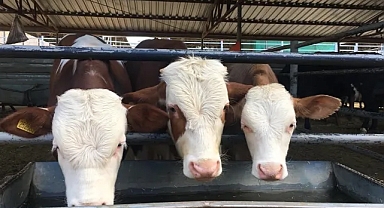 Uzmanı uyardı: Kurban etinde oluşan ölüm sertliğine dikkat 