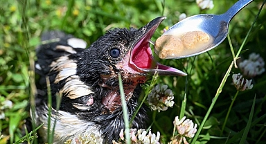 Van'da 5 ayda 20 yaban hayvanı tedavisinin ardından doğaya bırakıldı