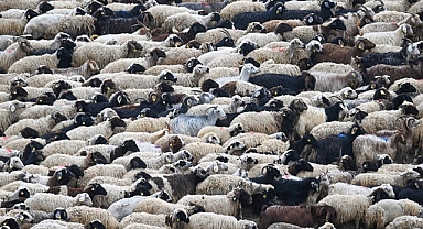 Van'da hayvancılığın geliştirilmesi amacıyla besicilere 3 yılda 125 bin koyun dağıtıldı