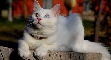 ‘Van kedisi artık turizm objesi’