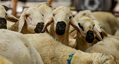 Vekaletle kurban kesim bedeli yurt içinde 5 bin 950, yurt dışında 2 bin 750 lira olarak belirlendi 