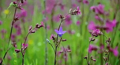 Yabani hazeran çiçeklerinin görsel güzelliği