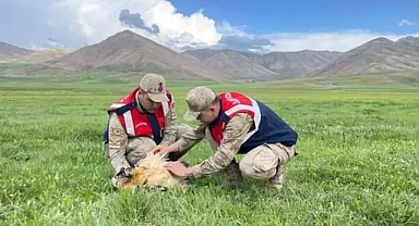 Yaralı akbaba koruma altına alındı