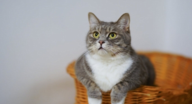 Yeni yöntem sayesinde kediler artık aşı ile kısırlaştırılabilir!