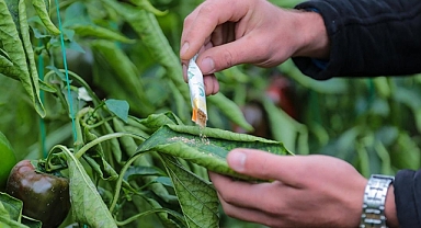 Zararlılarla mücadelede zirai ilaç yerine faydalı böcek uygulaması yaygınlaşıyor