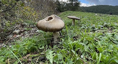 Zehirli Mantar Nasıl Anlaşılır? Türkiye'nin En Zehirli Mantarları!