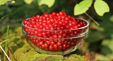 10 yıl süren araştırma bitti! İnsan ömrünü en az 20 yıl uzatan meyve keşfedildi