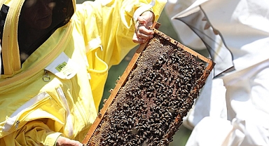 Arıcılık sektörünün iklim değişikliğinden etkileniyor