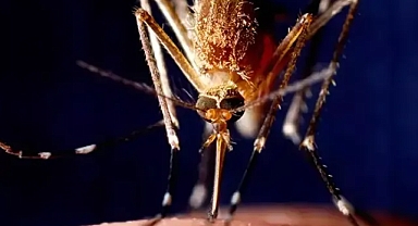 Asya kaplanı sineği kabusu! Tam bir enfeksiyon taşıyıcı: Kanama, şok ve ölüm