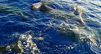 Denizlerimizdeki ispermeçet balinalarıyla tanışın!