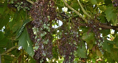 Düzensiz ve kuvvetli yağış nedeniyle Manisa'da üzüm bağlarını 