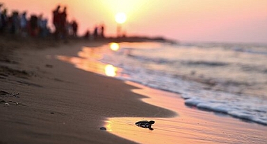 İklim değişikliği tür kaybını, tür kaybı iklim değişikliğinin etkilerini artırıyor